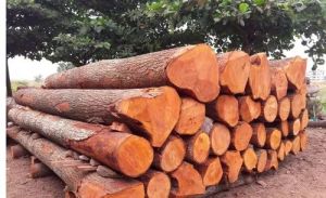 Eucalyptus Red Teak Wood Logs