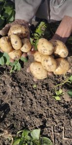 Potato harvest