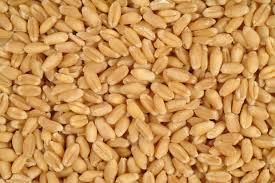 Wheat Grains