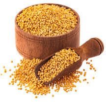 Yellow Mustard Oil Seeds