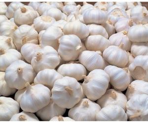 natural Fresh Garlic