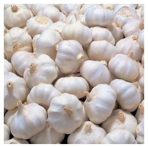 Fresh White Garlic