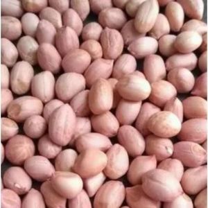 Spanish Groundnut Kernel