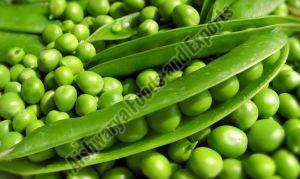 Organic Fresh Green Peas