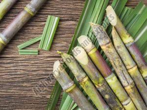 Organic Fresh Sugarcane