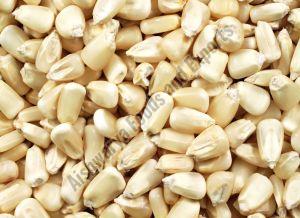 White Maize Seeds