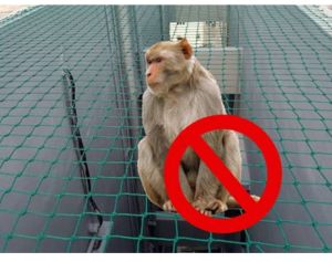 Monkey safety nets