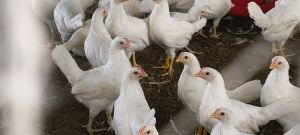 Bv300 grower white pullet (venkys)