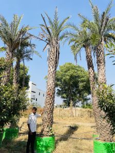 date palm trees