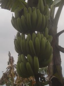 Bananas