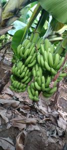 Fresh Banana Fruit