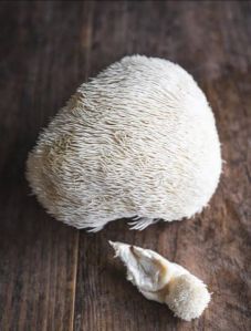 Lions Mane Mushroom