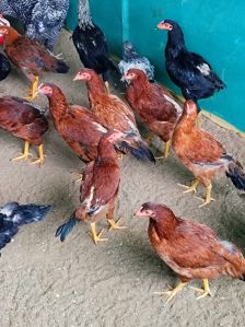 natu kodi chicken