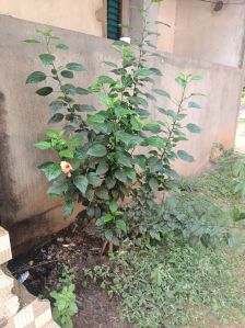 hibiscus plant