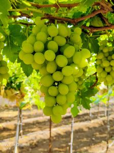 Sudhakar Seedless Grapes