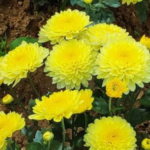 chrysanthemum flower