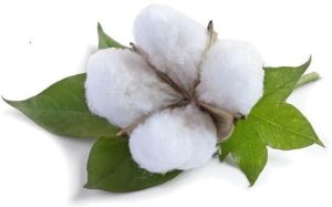 Cotton