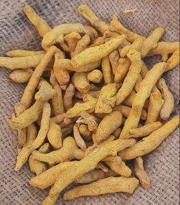 Raw Dried Turmeric Finger