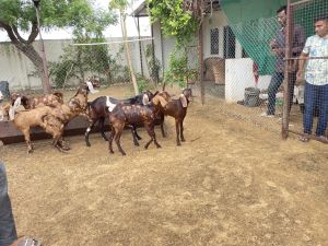 Sirohi Goat