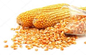 Organic Maize