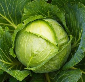 Fresh Cabbage