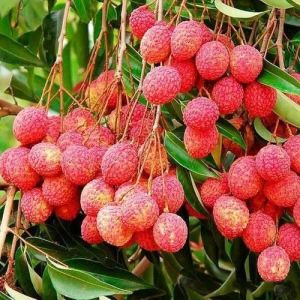 Fresh Litchi