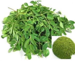 Moringa Powder