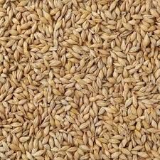 Indian Barley Seeds