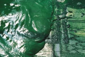 Spirulina Powder