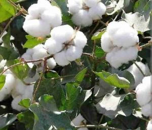 Cotton