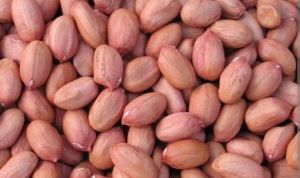 Groundnut