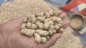 Groundnut