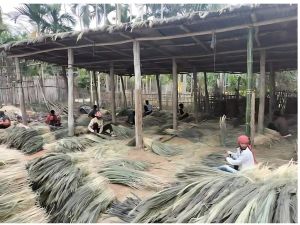 Green Grass from Assam