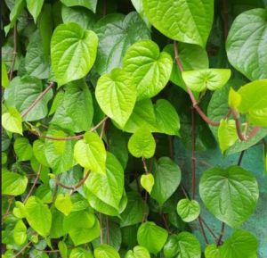 Betel Leaf