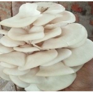 Fresh Oyster Mushroom