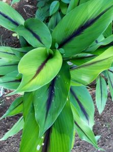 Black Turmeric