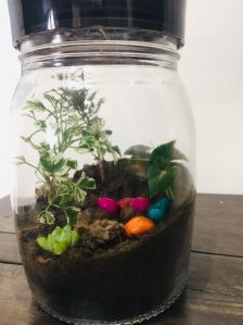 terrarium