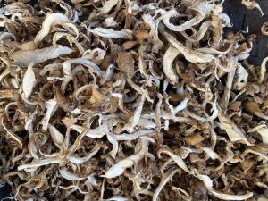 Dry Oyster Mushroom