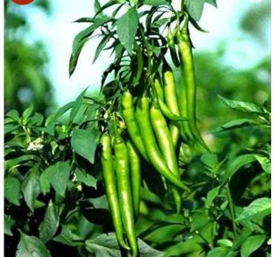 Green Chilli