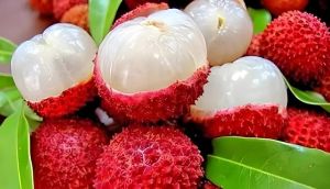 Fresh Litchi