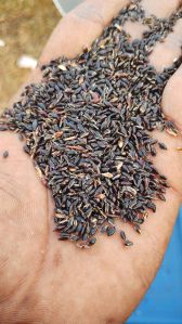 natural csv 33 mf fodder seeds