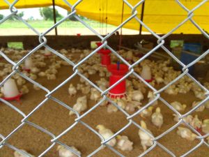 Poultry fencing