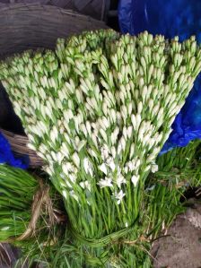 Tuberose flower stick