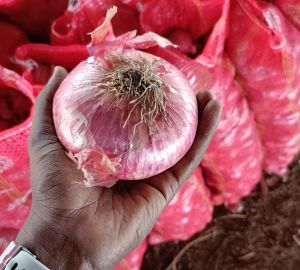 Red Onion