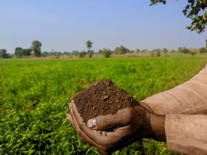 Vermicompost Fertilizer