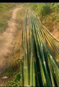 Bamboo Poles