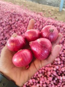 Fresh Red Onions