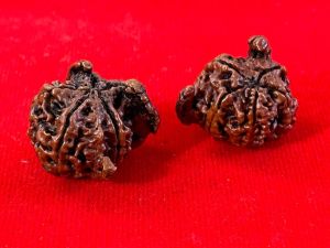 Nandi Rudraksha