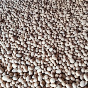 Soya Bean Seeds