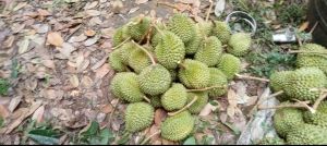 durian fruit